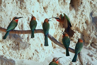 White fronted bee-eaters at the river bank