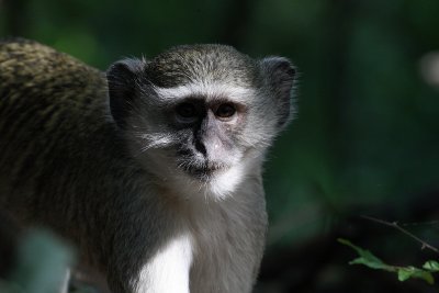 vervet monkey1