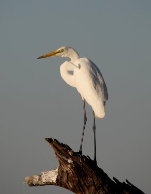 Wildlife on the Chobe River