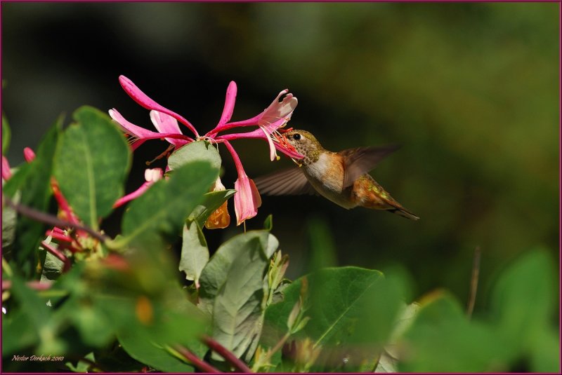 Rufous  Hummingbird