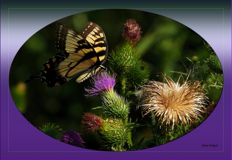 Tiger Swallowtail on Thistle