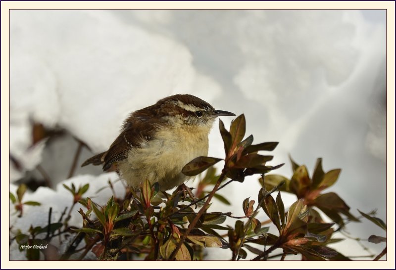 Carolina Wren after the snow storm
