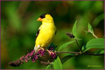 American Goldfinch Male on Butterfly bush