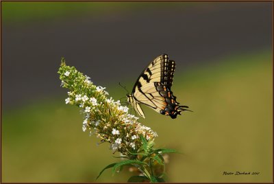Tiger Swallowtail on Butterfly bush