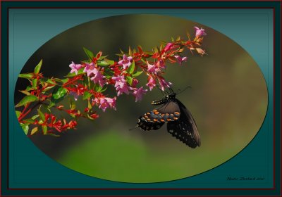  Swallowtail on Abelia Grandiflora