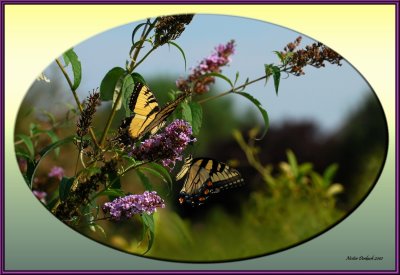 Tiger Swallowtails sharing of there favorite Butterfly bush .