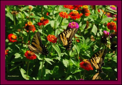 Tiger Swallowtails