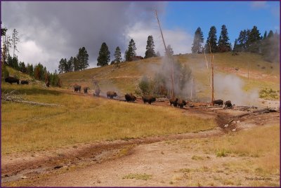 14-  Bison enjoying the hillside at Yellowstone Park.