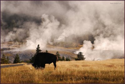 23-   Early morning sun at Yellowstone Park  among the geysers and hot springs.