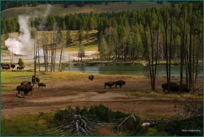 27-  Bison at home at Yellowstone National Park