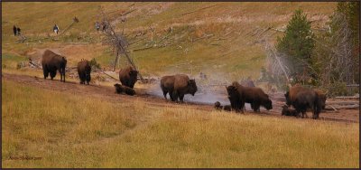 44- Baby sitting on the hillside at Yellowstone National Park