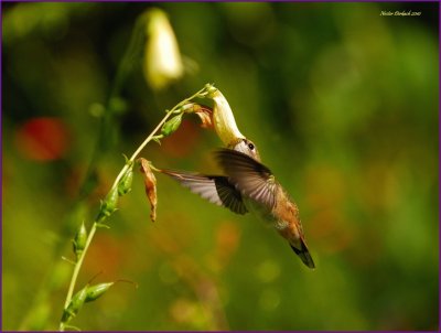 Rufous Hummingbird