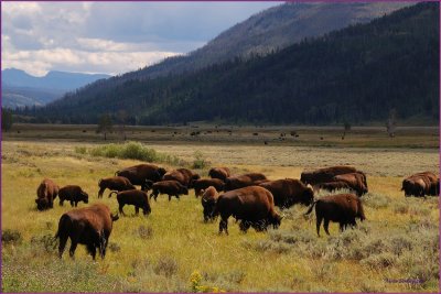 61 - Yellowsone National Park Bison Herd