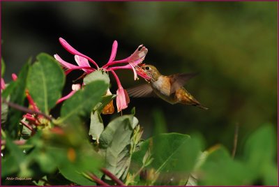 Rufous Hummingbird