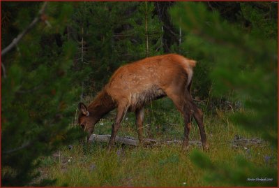 63- Deer at Yellowstone National Park