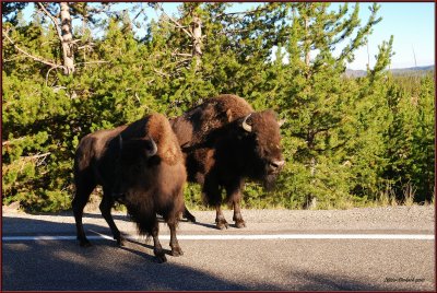 66- Yellowstone National Park / A bit of road managment by the Bisons