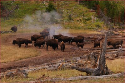 68-   Bison at Yellowstone National Park