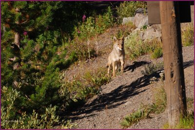 69-   Coyote  at  Yellowstone National Park