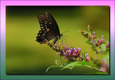 Spicebush Swallowtail on Butterfly Bush