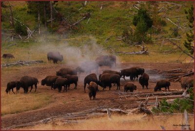 80-  Yellowstone Park Bison
