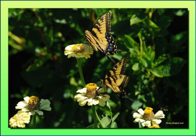 Tiger Swallowtail pair with a friend below