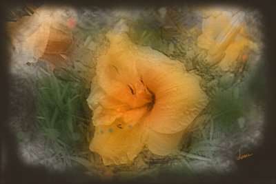 Day-lily-dtk.jpg