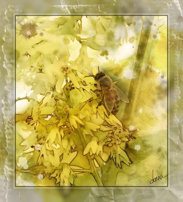 Honey-Bee-dtk.jpg