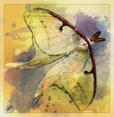 Luna-Moth-dtk.jpg