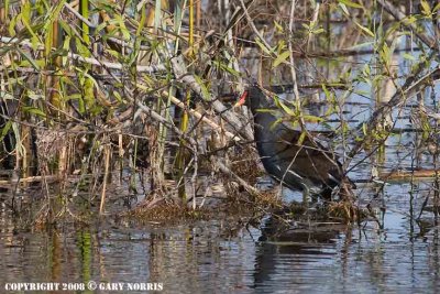 Gallinule, Common  IMG_6134.jpg