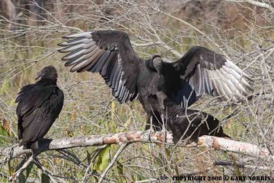 Vulture, Black