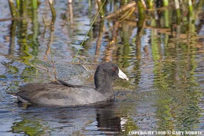 Coot, American