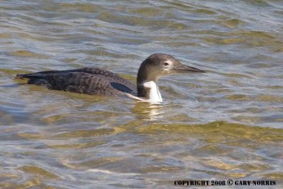 Loon, Common