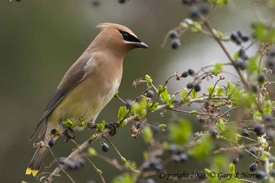 Waxwing, Cedar