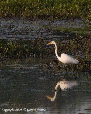 Egret, Great