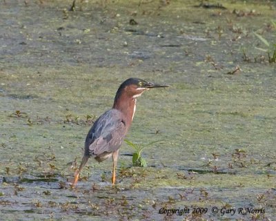 Heron, Green