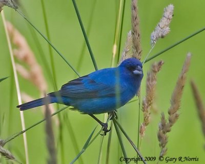 Bunting, Indigo