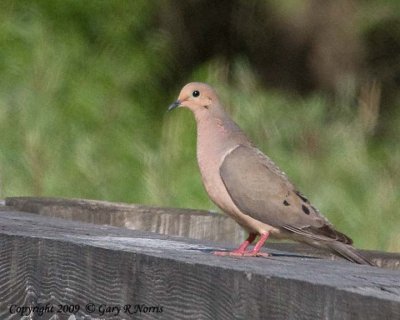 Dove, Morning