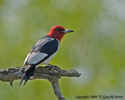 Woodpecker, Red-headed