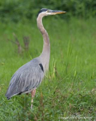 Heron, Great Blue