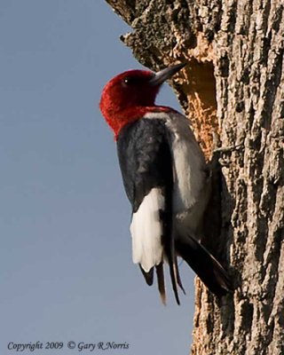 Woodpecker, Red-headed