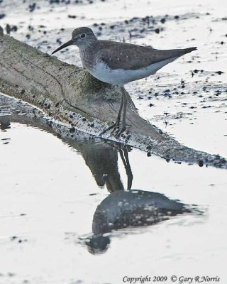 Sandpiper, Solitary