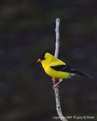 Goldfinch,. American