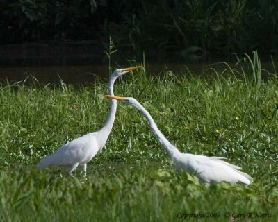 Egret, Great