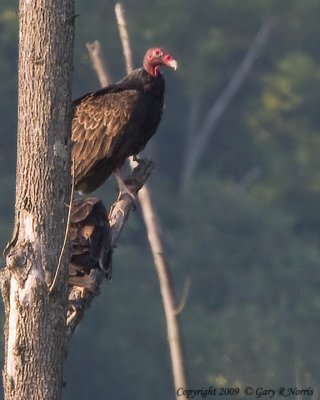 Vulture, Turkey