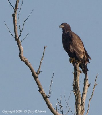 Eagle, Bald