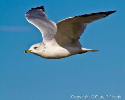 Gull, Ring-billed