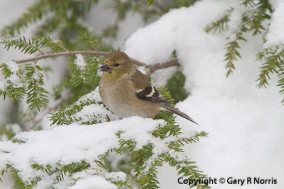 Goldfinch,. American