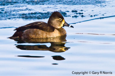 Duck, Ring-necked