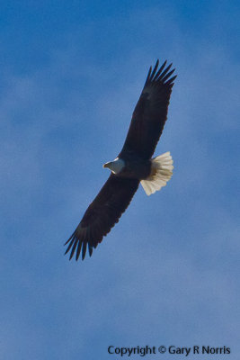 Eagle, Bald