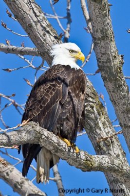 Eagle, Bald